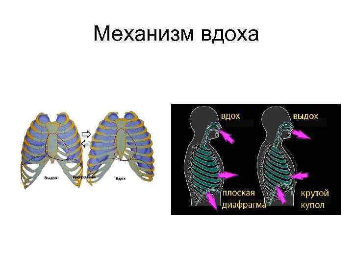 Схема первого вдоха новорожденного