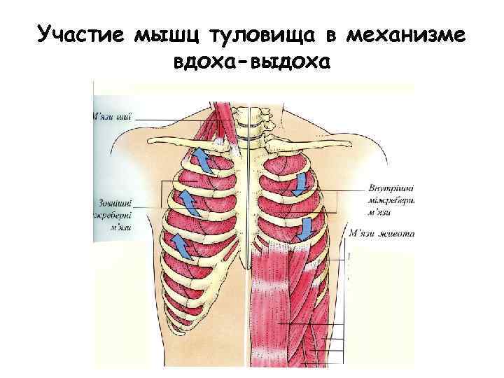 Участие мышц туловища в механизме вдоха-выдоха 