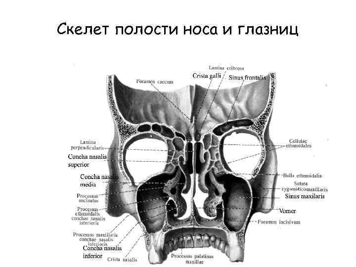 Наружный нос и полость носа