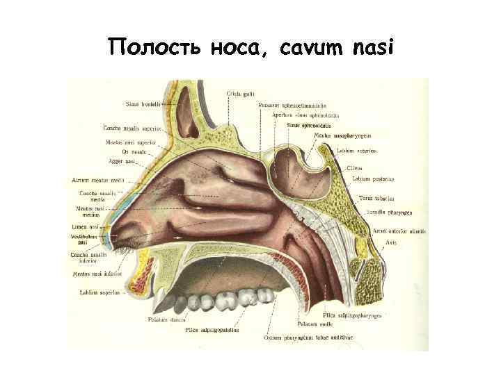 Носовая полость соединена с