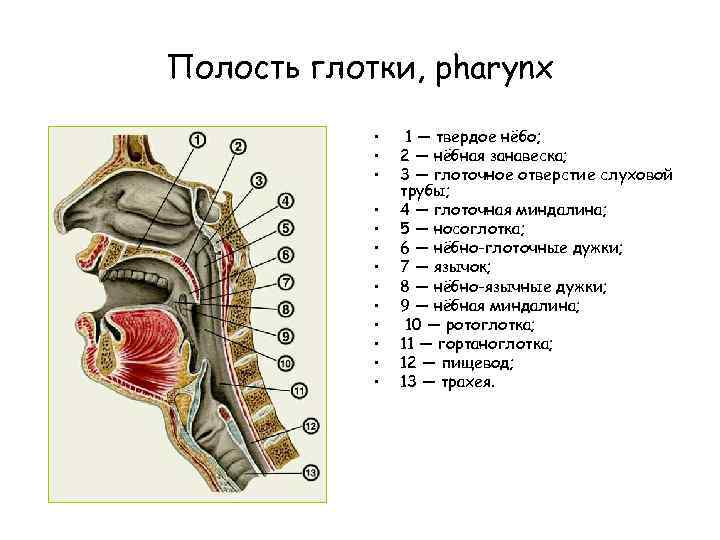 Строение рта и глотки