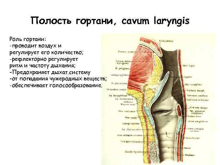 Полость гортани