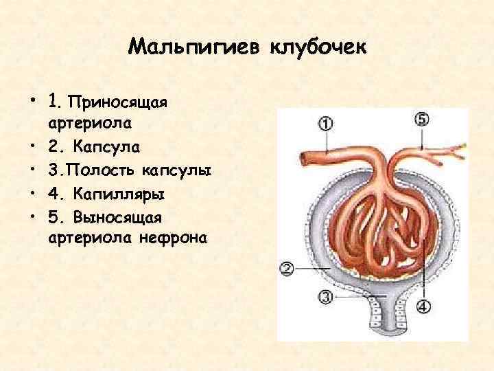 Схема мочевыделительной системы