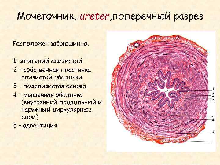 Мочеточник строение. Мочеточник гистология препарат. Строение мочеточника гистология. Мочеточник быка препарат гистология. Слои стенки мочеточника (оболочки).