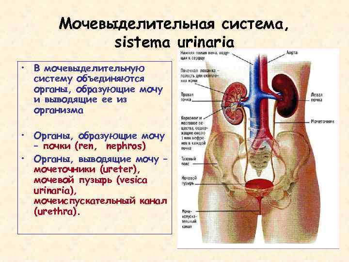 Схема органов мочевыделения