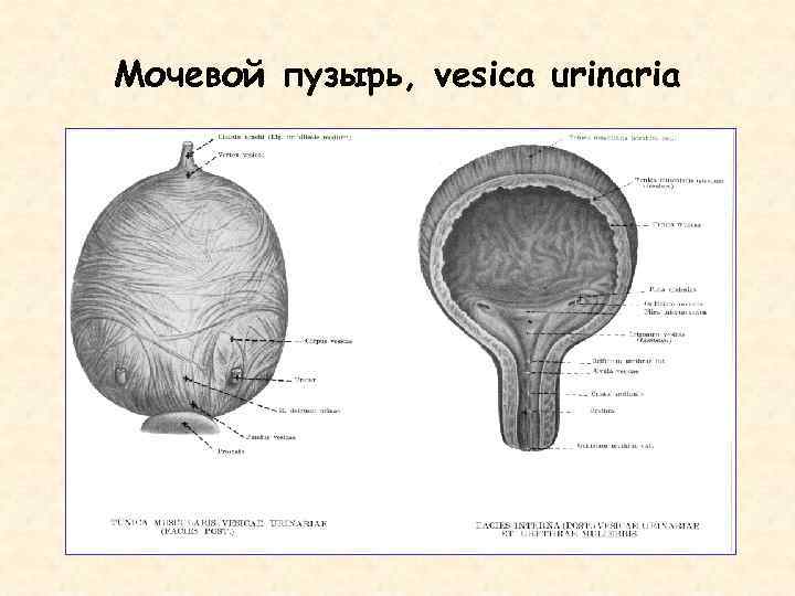 Внутреннее строение мочевого пузыря. Части мочевого пузыря (Vesica urinaria):. Строение мочевого пузыря латынь. Мочевой пузырь анатомия человека латынь.