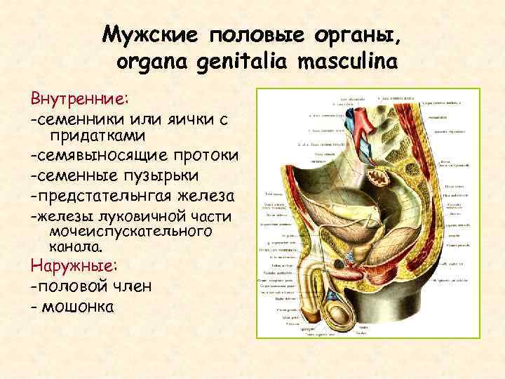 Основание Члена Яички