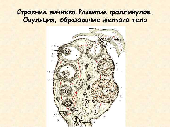 Схема развития фолликулов яичника