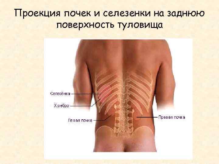 Где находятся почки у человека фото со спины и как они болят