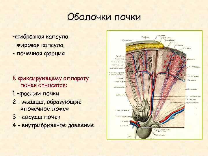 Оболочками почки являются