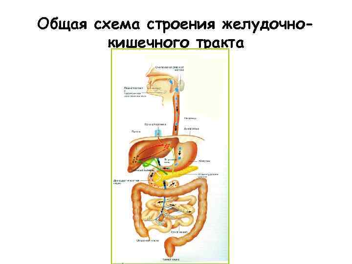 Схема строения жкт