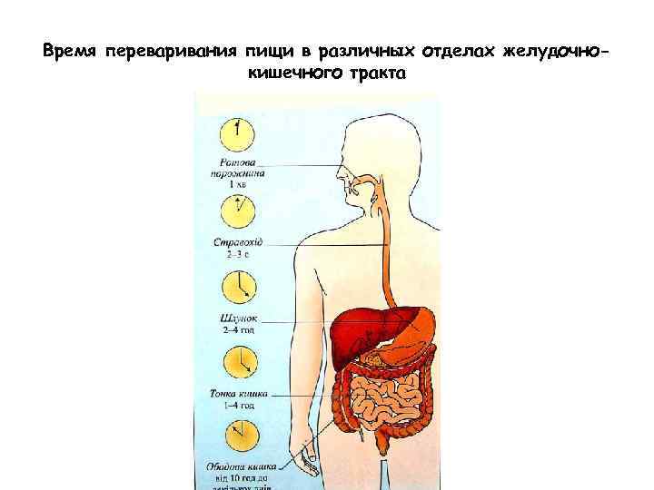 Движение пищи