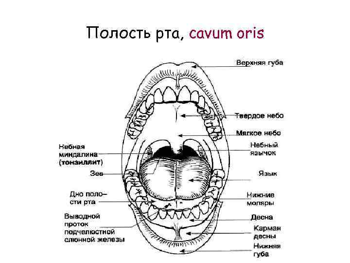 Полость рта строение. Внутреннее строение ротовой полости. Изучите строение ротовой полости. Строение ротовой полости на латыни. Ротовая полость строение анатомия.