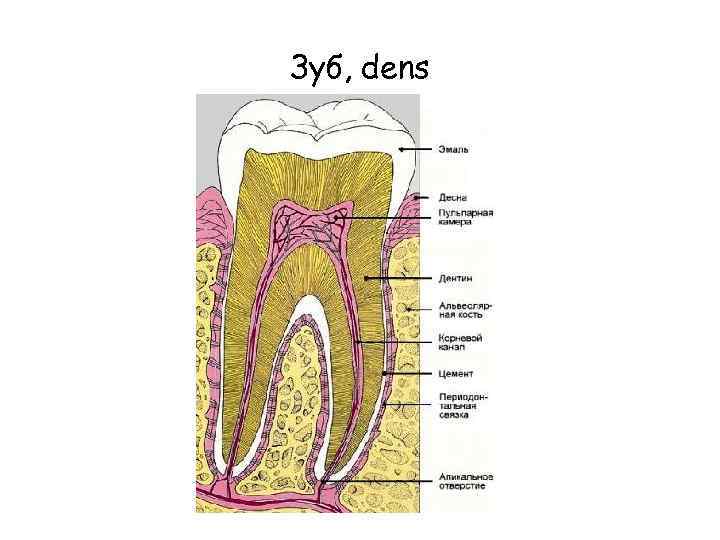 Зуб, dens 