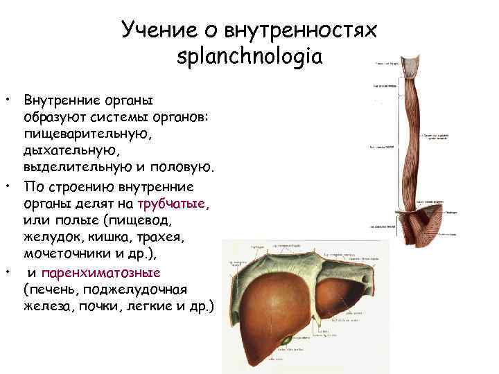 Учение о внутренностях splanchnologia • Внутренние органы образуют системы органов: пищеварительную, дыхательную, выделительную и