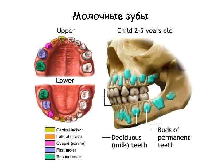 Молочные зубы 