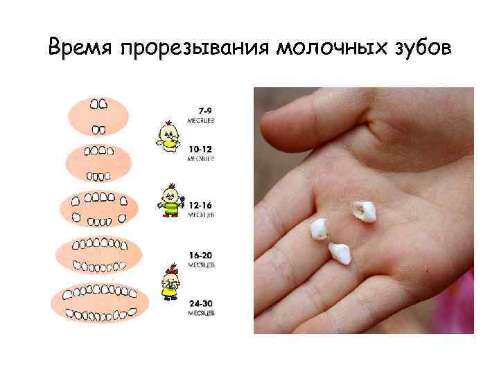 Время прорезывания молочных зубов 