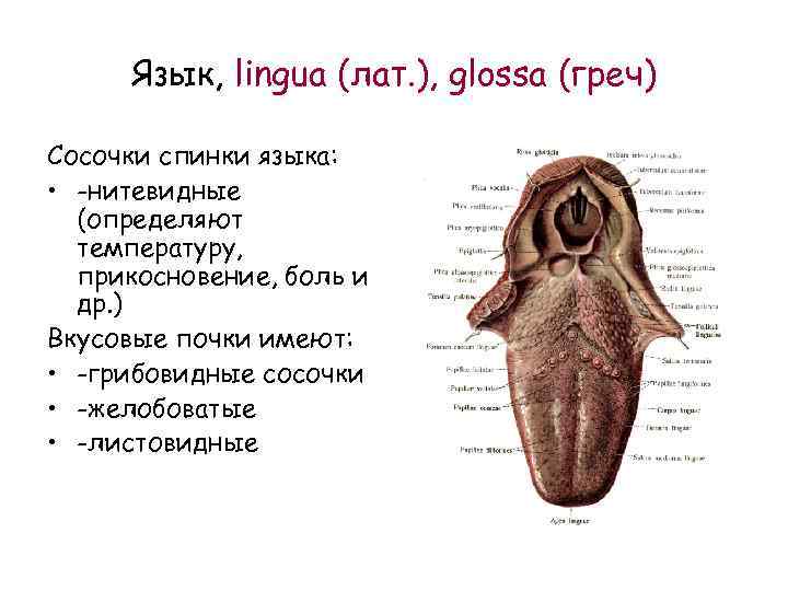 Язык, lingua (лат. ), glossa (греч) Сосочки спинки языка: • -нитевидные (определяют температуру, прикосновение,