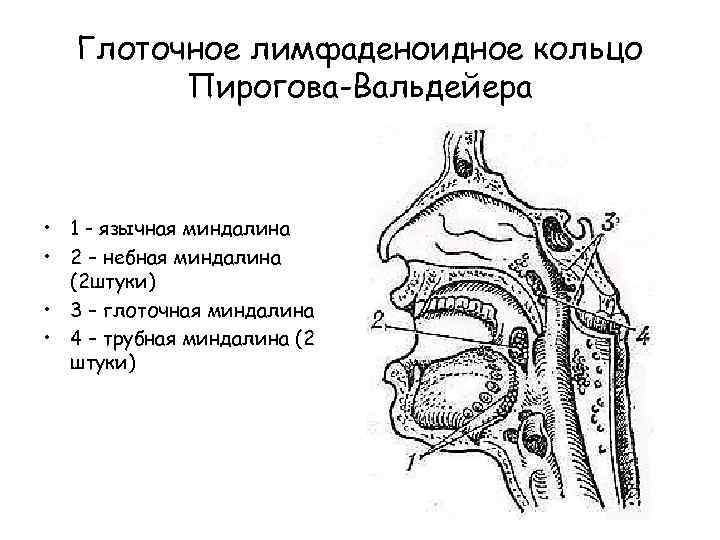 Глоточное лимфаденоидное кольцо Пирогова-Вальдейера • 1 - язычная миндалина • 2 – небная миндалина