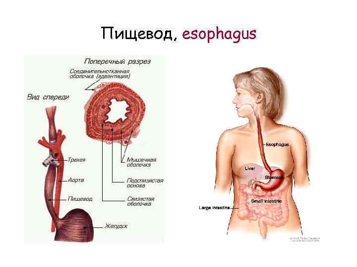 Пищевод, esophagus 