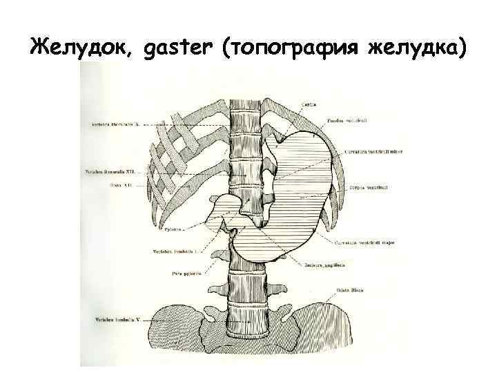 Желудок, gaster (топография желудка) 