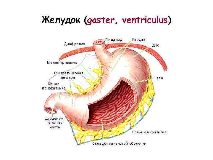 Желудок (gaster, ventriculus) 