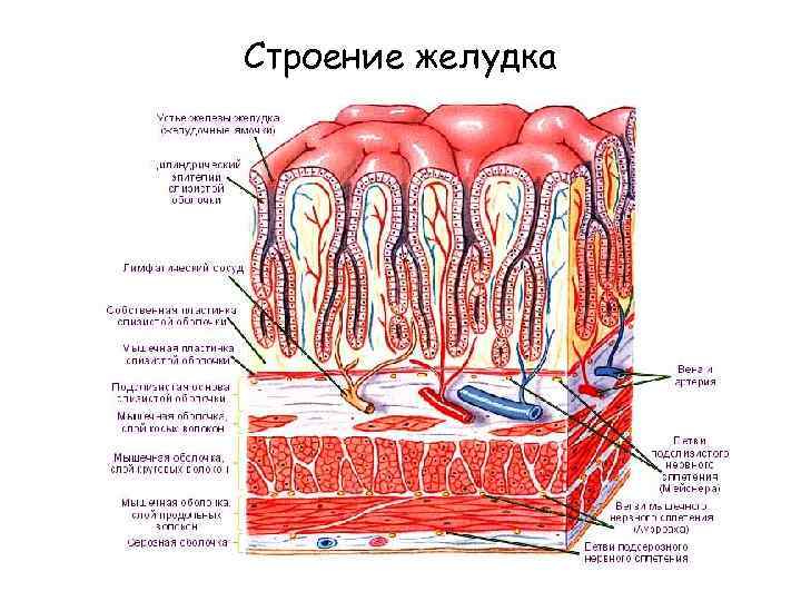 Строение желудка 