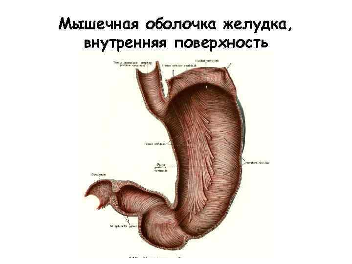 Мышечная оболочка желудка, внутренняя поверхность 