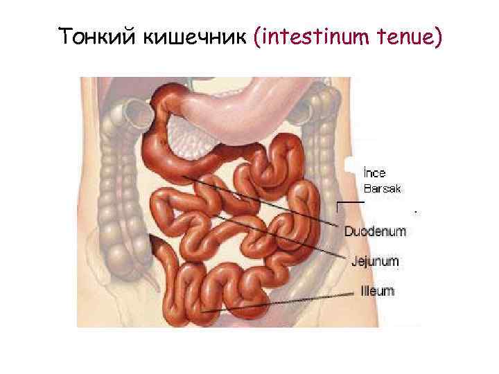 Тонкий кишечник (intestinum tenue) 