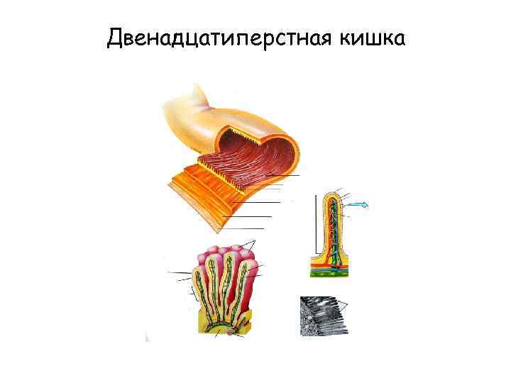 Двенадцатиперстная кишка 