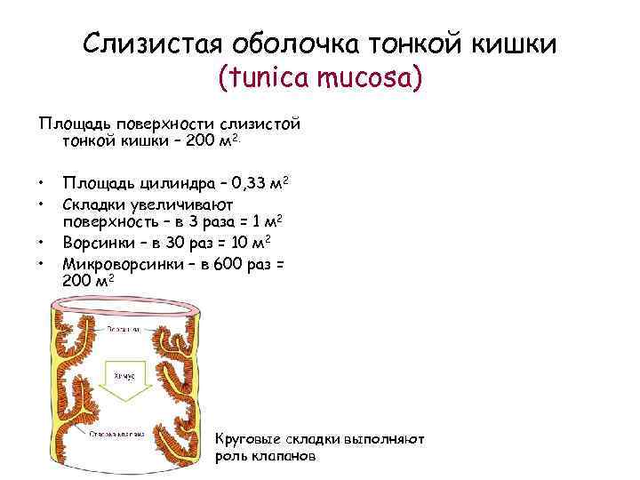 Слизистая оболочка тонкой кишки (tunica mucosa) Площадь поверхности слизистой тонкой кишки – 200 м