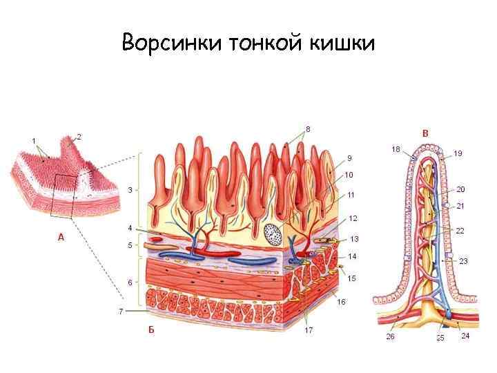 Ворсинки тонкой кишки 