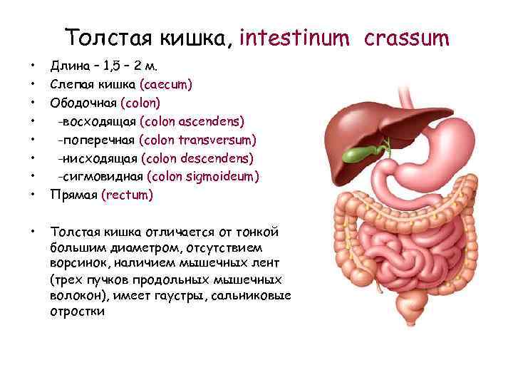 Толстая кишка, intestinum crassum • • Длина – 1, 5 – 2 м. Слепая