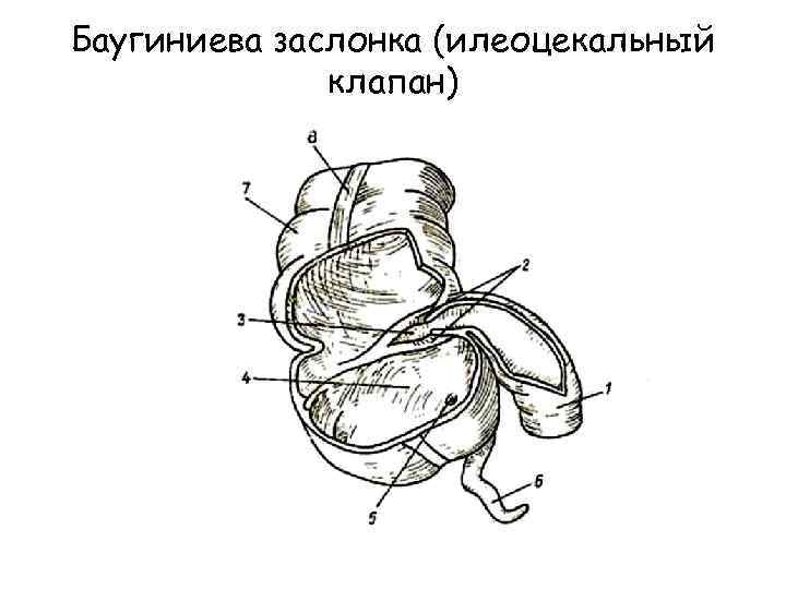 Илеоцекальный клапан у кошек