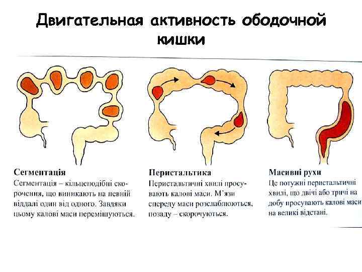 Двигательная активность ободочной кишки 