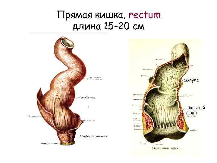 Прямая кишка, rectum длина 15 -20 см ампула анальный канал 