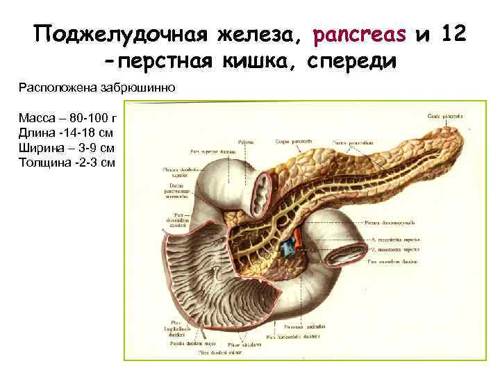 Поджелудочная железа, pancreas и 12 -перстная кишка, спереди Расположена забрюшинно Масса – 80 -100