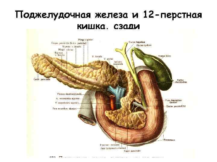 Где располагается поджелудочная железа у человека схема расположения у женщин