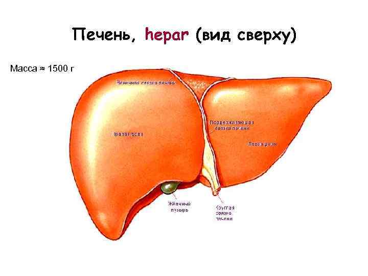 Печень, hepar (вид сверху) Масса ≈ 1500 г 