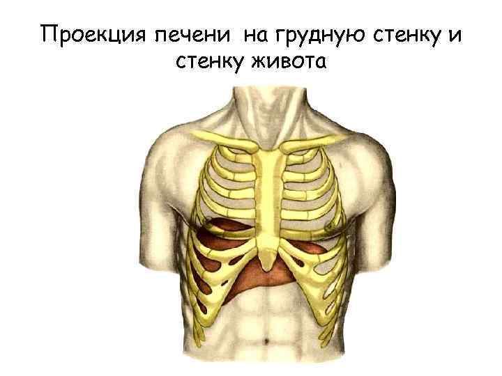 Проекция печени на грудную стенку и стенку живота 