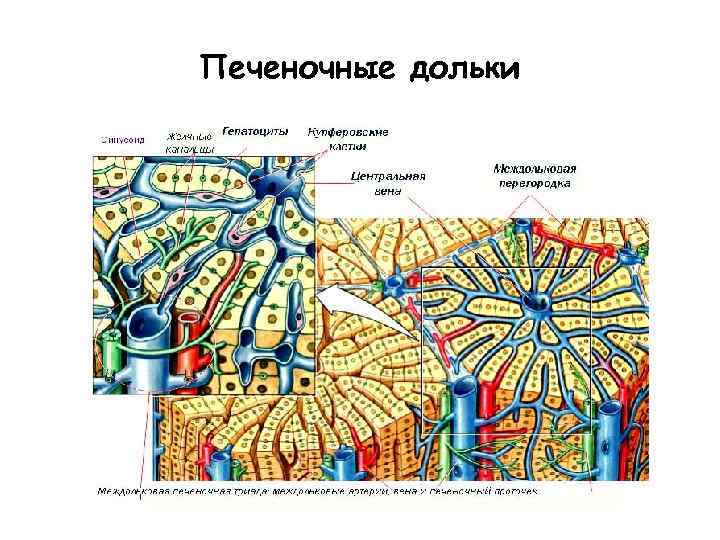 Печеночные дольки 