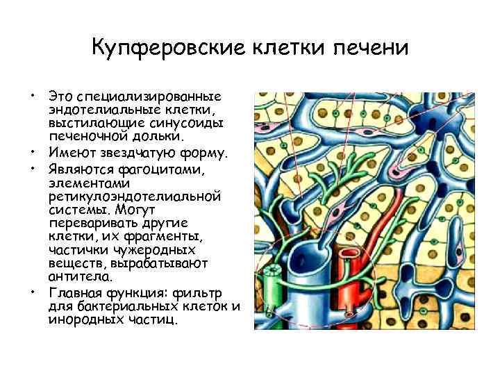 Купферовские клетки печени • Это специализированные эндотелиальные клетки, выстилающие синусоиды печеночной дольки. • Имеют