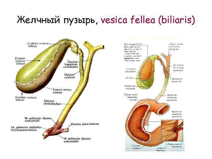 Желчный пузырь, vesica fellea (biliaris) 