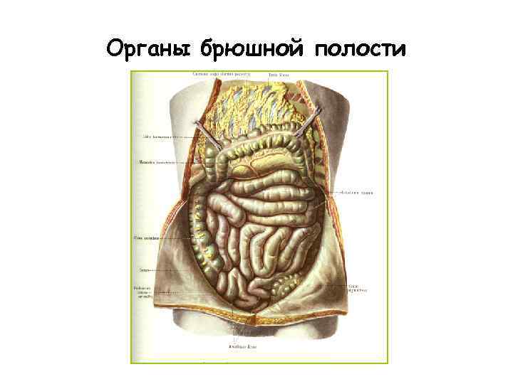 Строение внутренних органов человека брюшная полость фото