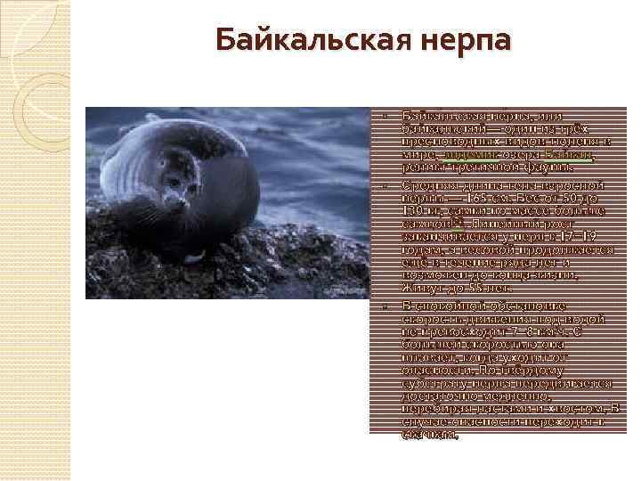 Байкальская нерпа Байка льская не рпа, или байкальский— один из трёх пресноводных видов тюленя