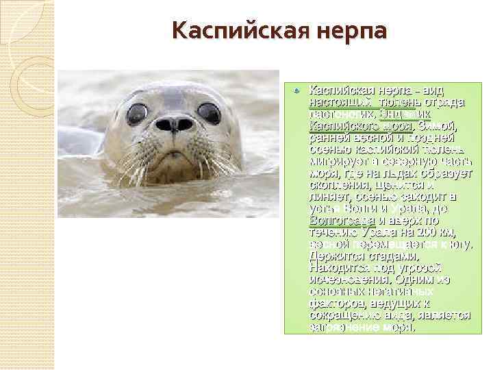 Каспийская нерпа - вид настоящий тюлень отряда ластоногих. Эндемик Каспийского моря. Зимой, ранней весной