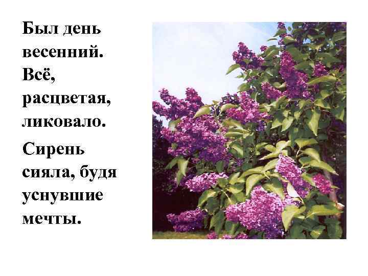 Сирень схема слова