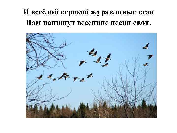 И весёлой строкой журавлиные стаи Нам напишут весенние песни свои. 