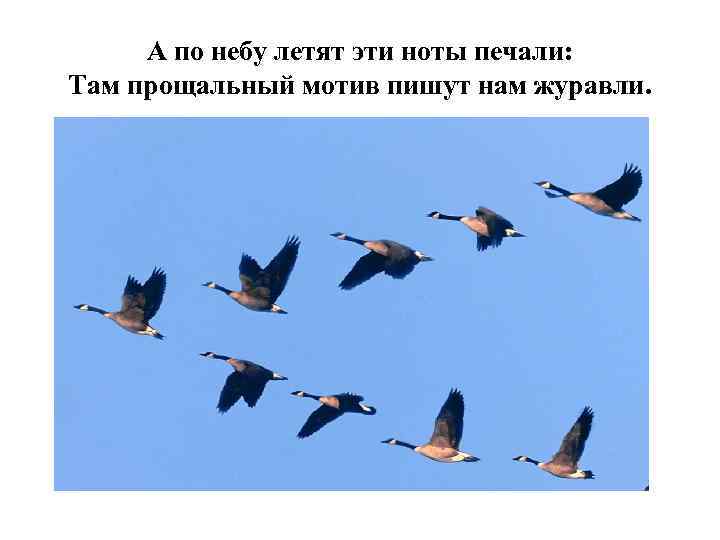 А по небу летят эти ноты печали: Там прощальный мотив пишут нам журавли. 
