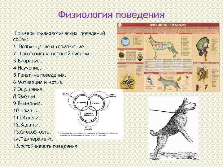 Поведение собак характеристика. Физиология поведения собак. Физиологические основы поведения собак. Исследование поведения животных. Генетика поведения собак.